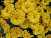 13th Oct 2011 - Mums in the Round