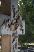 12th Oct 2011 - pinjarra cemetery