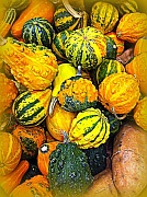 13th Oct 2011 - Gourds