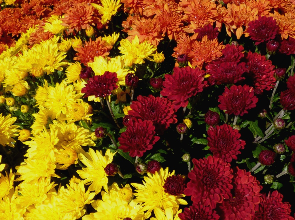 Autumn Mums by denisedaly