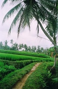 10th Oct 2011 - Rice paddy walk