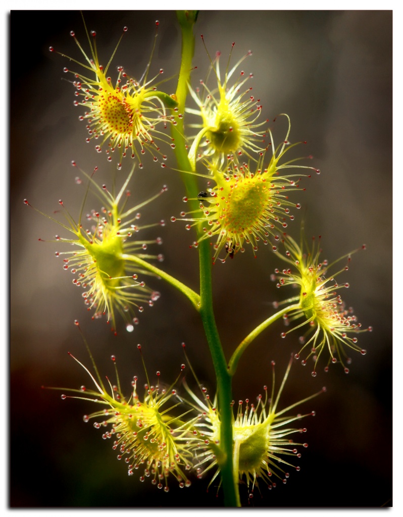 stacked sundew  by ltodd