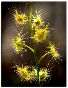 10th Oct 2011 - stacked sundew 