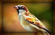 14th Oct 2011 - English Sparrow