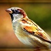 English Sparrow by glimpses