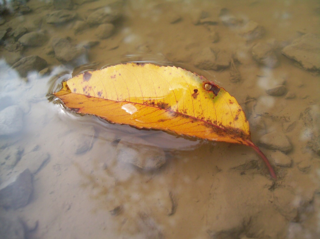 Leaf in a Puddle by julie