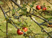 24th Sep 2011 - Apples.