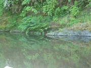 13th Oct 2011 - reflection in green
