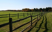 14th Oct 2011 - Horse field