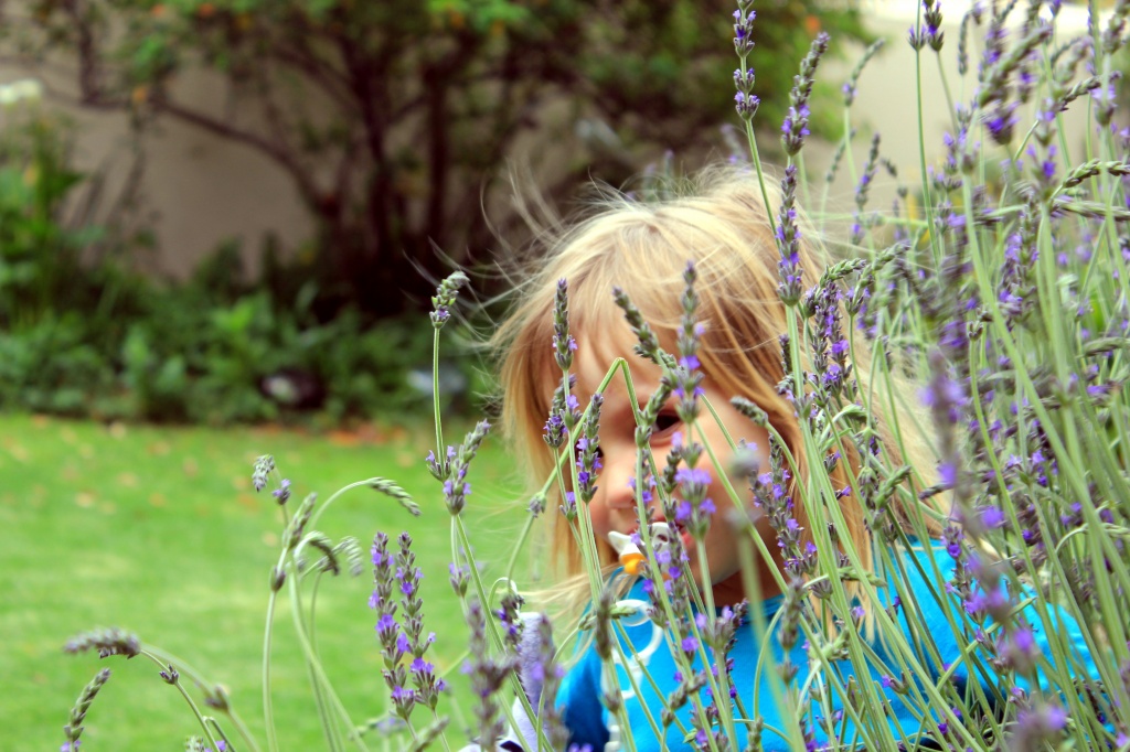 Shyly, through the lavender by eleanor