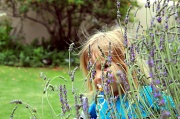 14th Oct 2011 - Shyly, through the lavender