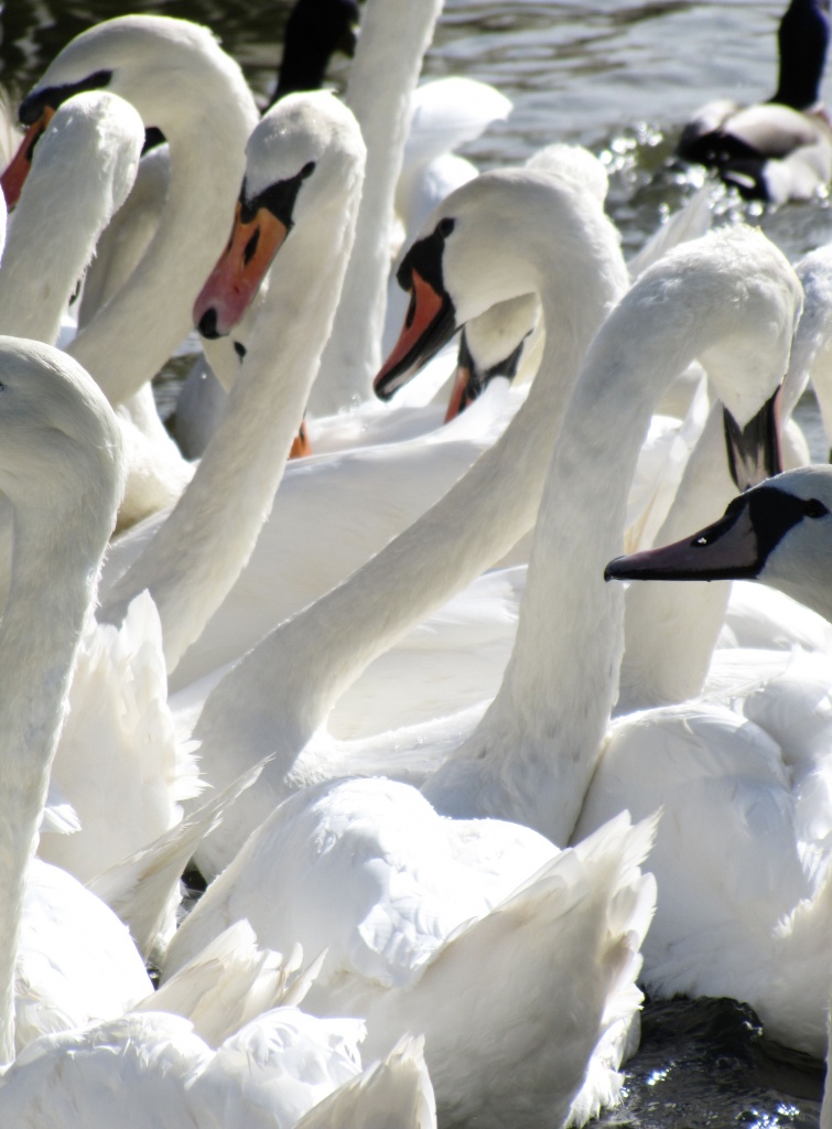 Swans by itsonlyart