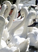 13th Oct 2011 - Swans