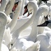 Swans by itsonlyart