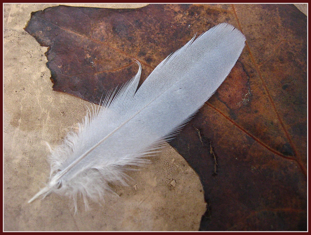 Feathered Calling Card by olivetreeann