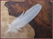 14th Oct 2011 - Feathered Calling Card