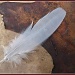 Feathered Calling Card by olivetreeann
