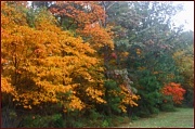 13th Oct 2011 - Fall Colours in BVT