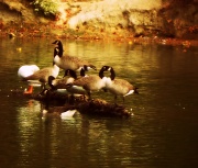 14th Oct 2011 - Geese