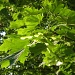 Day 113 Young Maple Fruit and Leaves by spiritualstatic