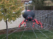 14th Oct 2011 - Come Into My Parlor Said the Spider to the Fly