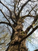 2nd May 2010 - Tree
