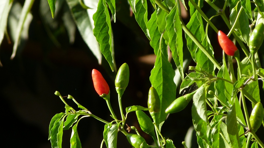 THE CHILLI PEPPERS ARE RIPENING by sangwann