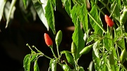 15th Oct 2011 - THE CHILLI PEPPERS ARE RIPENING