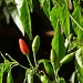 THE CHILLI PEPPERS ARE RIPENING by sangwann