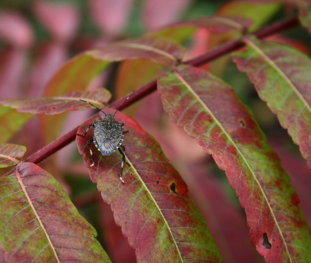 Stink bug by mittens
