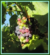 15th Oct 2011 - Grapes