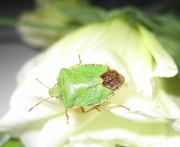 14th Oct 2011 - Little brown-bottomed bug
