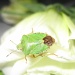 Little brown-bottomed bug by filsie65