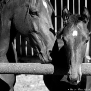 15th Oct 2011 - The foal #4