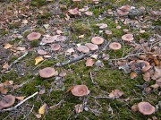 15th Oct 2011 - Toadstool paradise