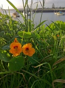 16th Oct 2011 - Nasturtiums by the harbour