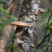 fungi on a birch tree by mjmaven