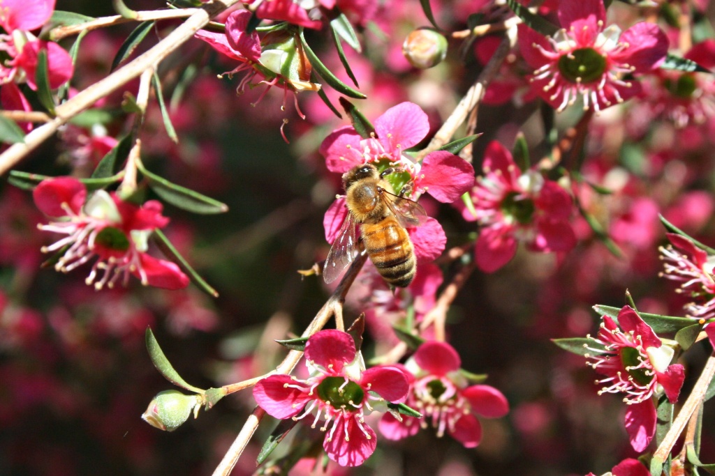 Hello LIttle Bee by corymbia