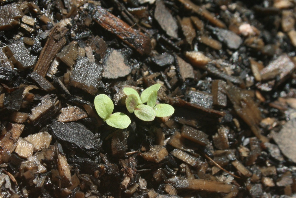 tiny baby lettuces by corymbia