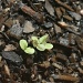 tiny baby lettuces by corymbia