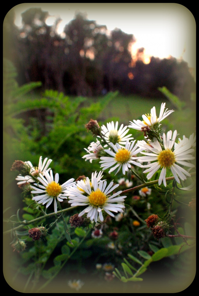 Beauties In The Wild by digitalrn