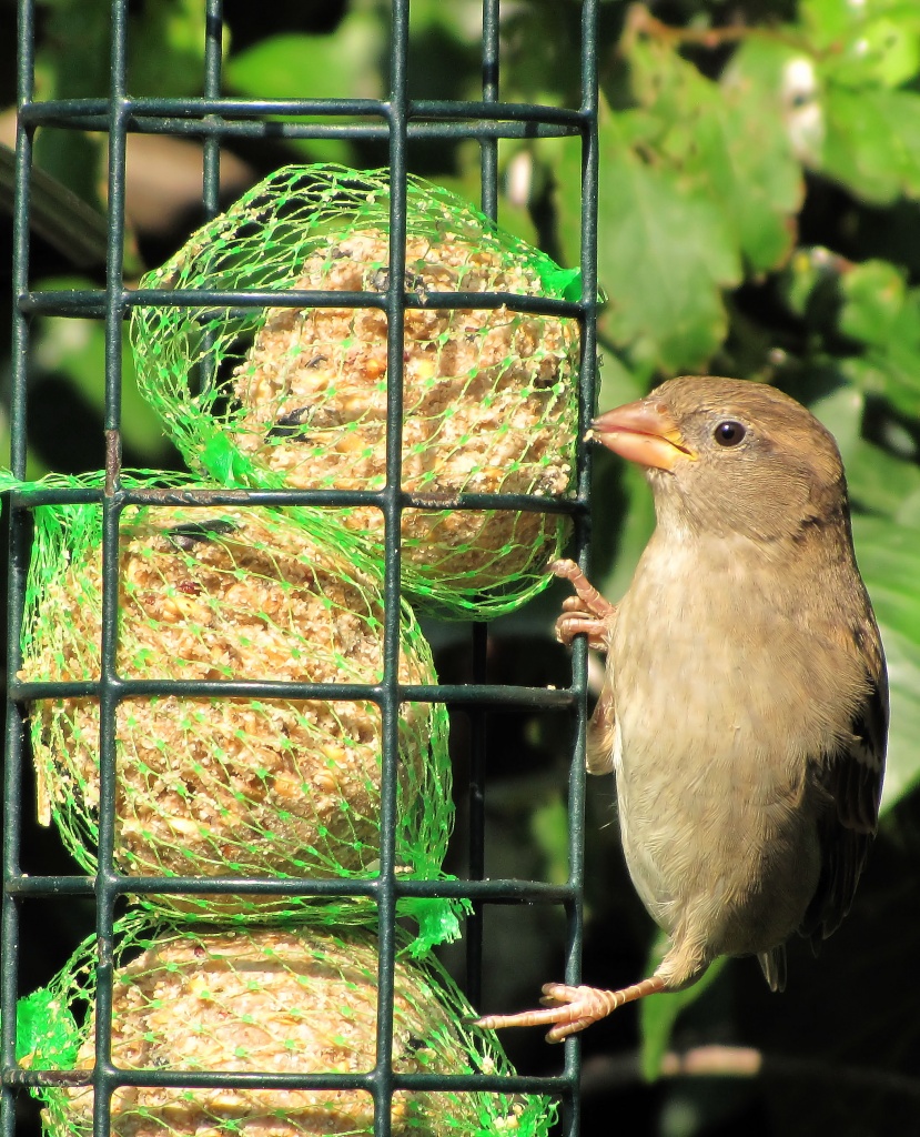 Sparrow Feeding by itsonlyart