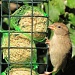 Sparrow Feeding by itsonlyart