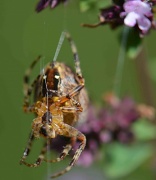 16th Oct 2011 - Spider Webbing on Fall Flower Stalk