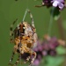 Spider Webbing on Fall Flower Stalk by jgpittenger