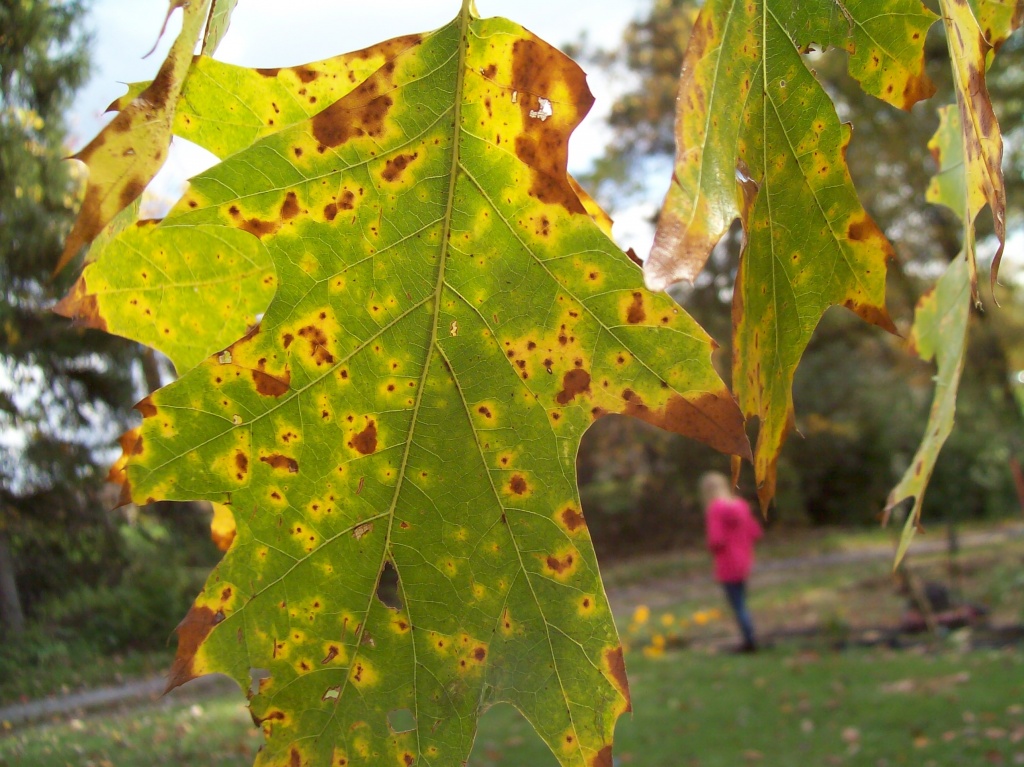 Cold Fall Day by julie