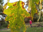 15th Oct 2011 - Cold Fall Day