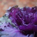 Ornamental Cabbage  by bmnorthernlight
