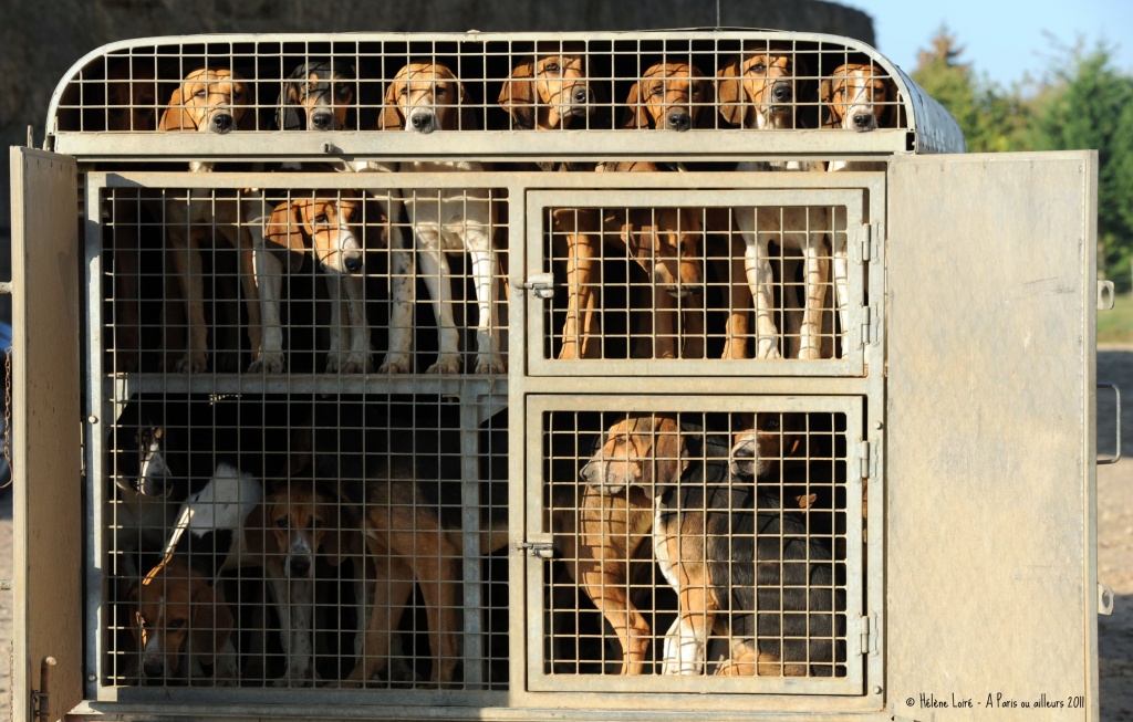 Hound dogs by parisouailleurs