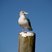 23rd Sep 2011 - Profile of a Seagull